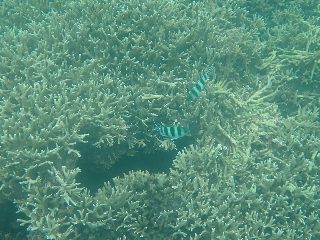 びっしり枝珊瑚